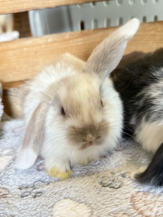 Królik miniaturka baranek