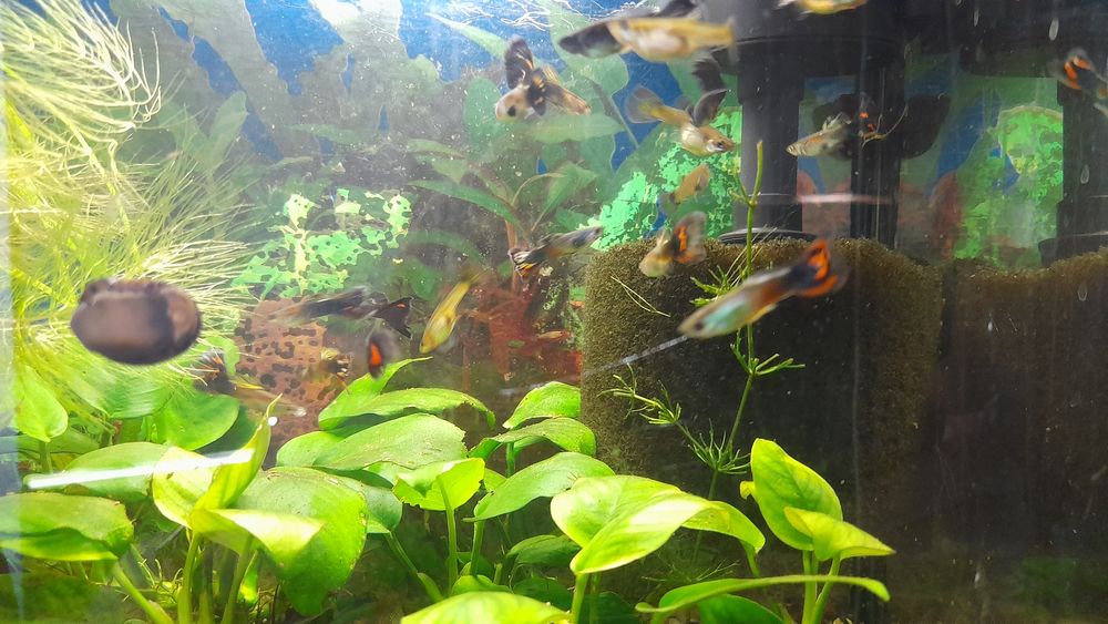 Аквариумные рыбки  гуппи