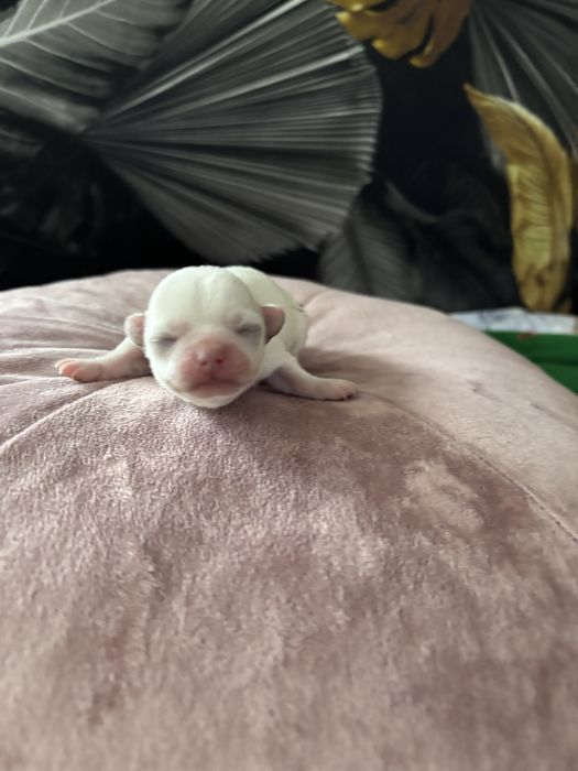 Sliczny chlopczyk Chihuahua