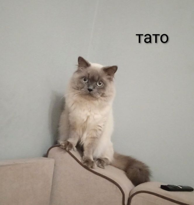 Шотландська дівчинка Моллі  з вет паспортом