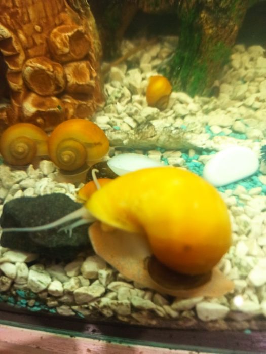 Ампулярії  равлик