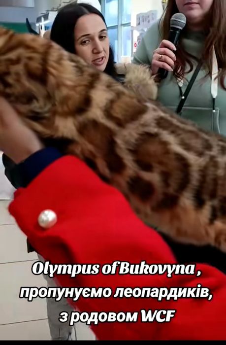 Хлопчики та дівчинка, леопардики - бенгали WCF