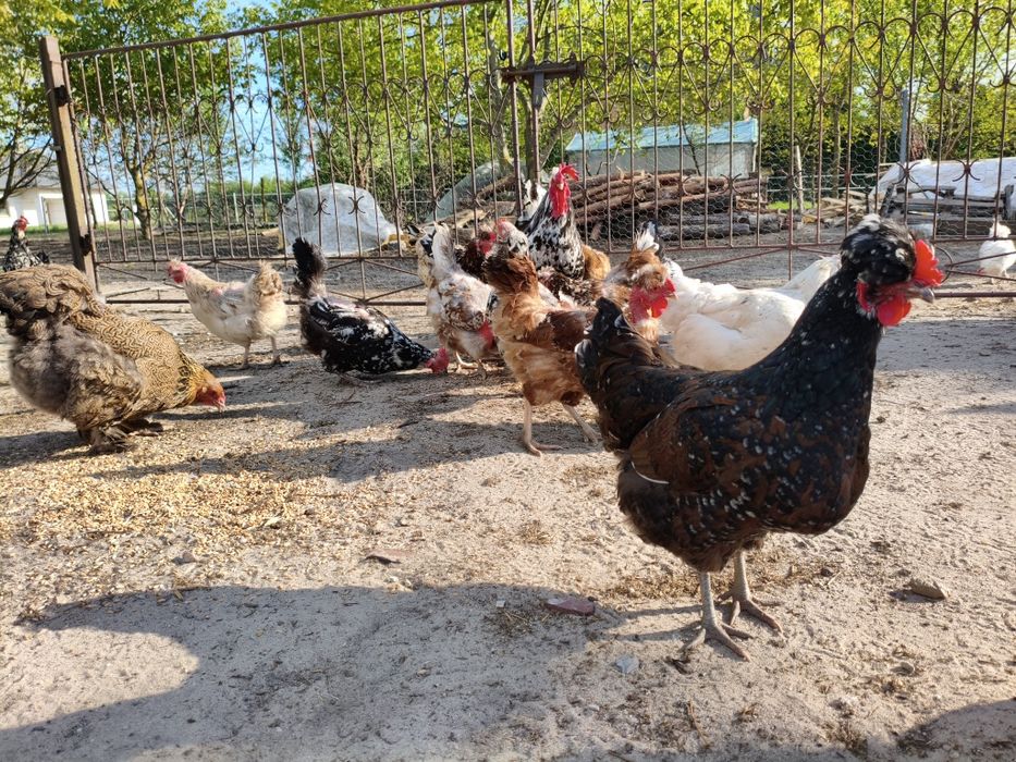 Jajka Lęgowe Mix Ras