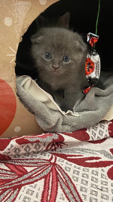 Продаються кошенята