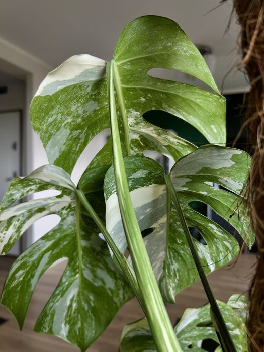 Monstera vargiegata