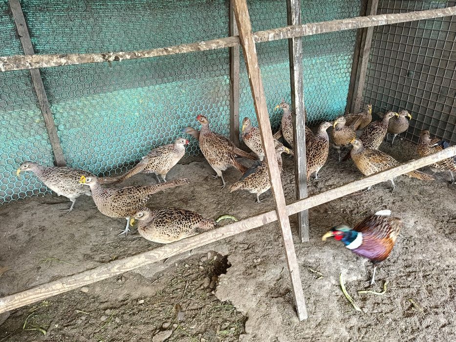 Bazanty kury polne łowne koguty