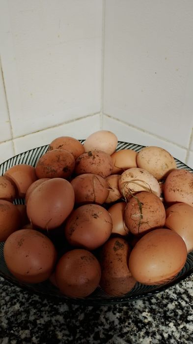 Ovos de galinha caseiros