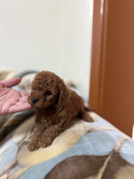 Собачки Мальтіпу ф2