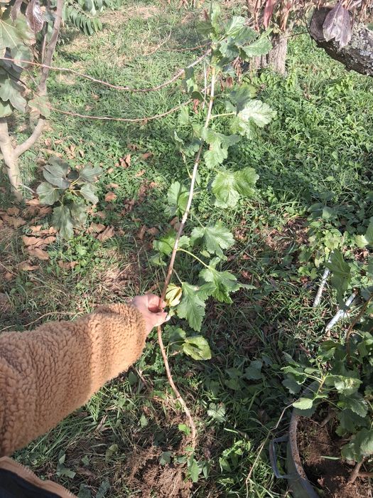 Uva krispa com muita raiz, plantas adultas.