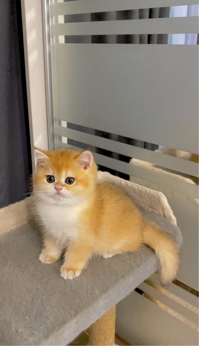 Котик золотая шиншилла