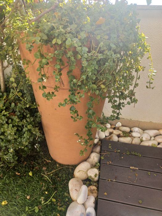 Vasos em polietileno e plantas