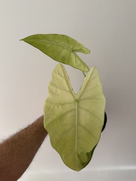 Alocasia Frydek albo variegata