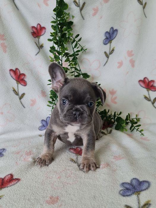Excelente  blue tan Bulldog/Bouledogue Frances de Qualidade