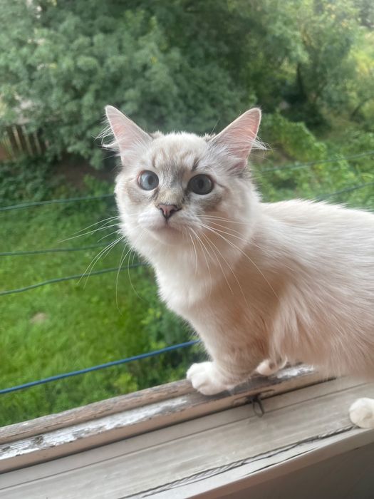 Кошеня ,хлопчик ,породи Невська-Маскарадна