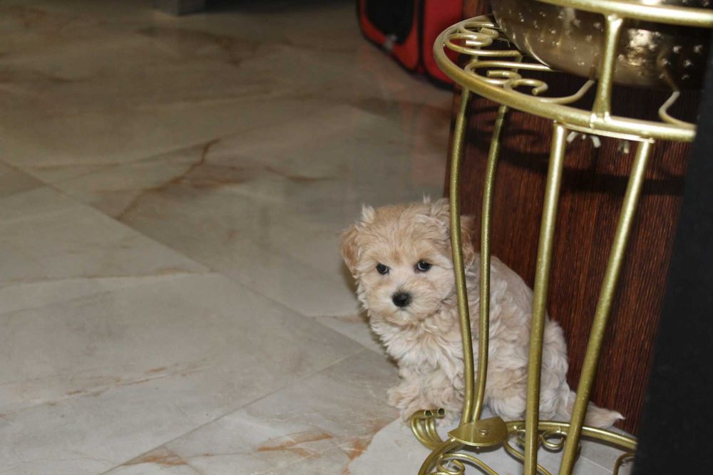 Maltipoo Kawowa Latee Suczka Rodowodowa Kręcony Loczek