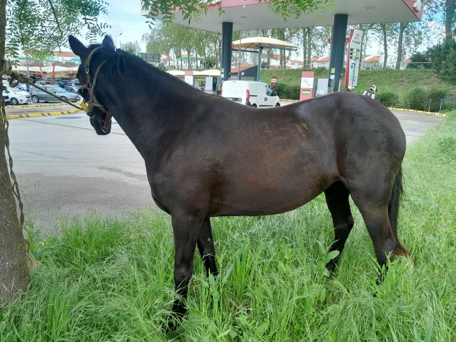 Vendo ao troco uma égua bem montada