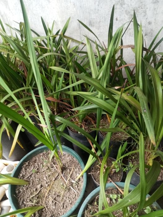 Vendo orquídeas para desocupar o valor depende da quantidade