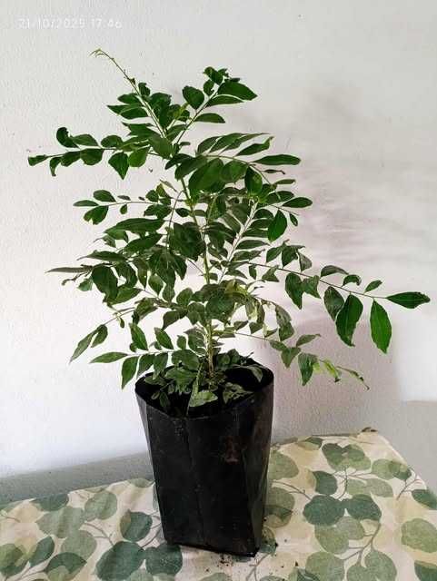 Vendo árvore do caril