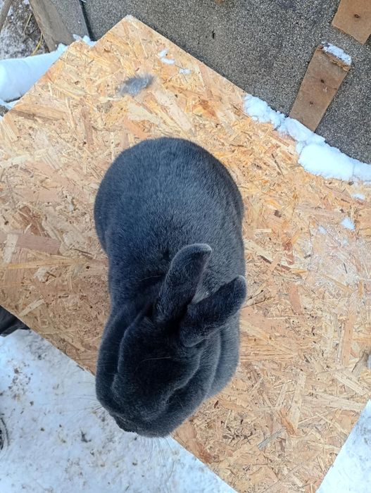 Kròlik samica wiedeńskie niebieskie