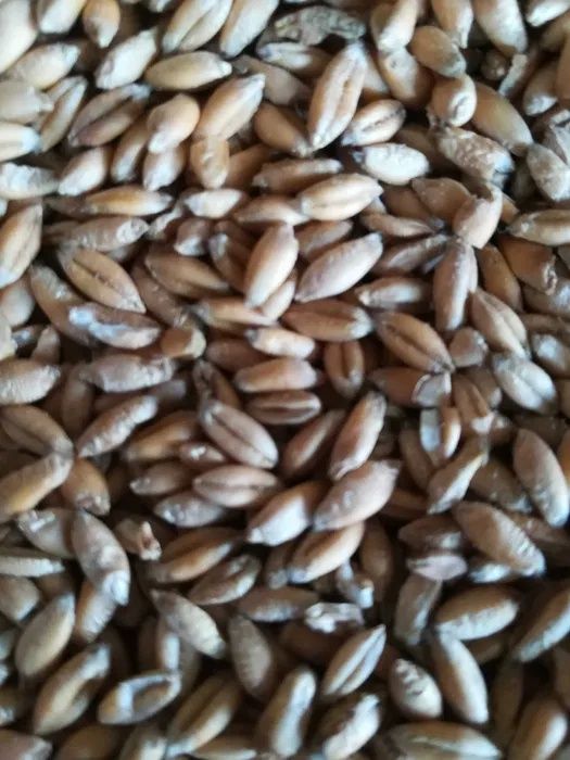 Pszenżyto ozime (Mława)