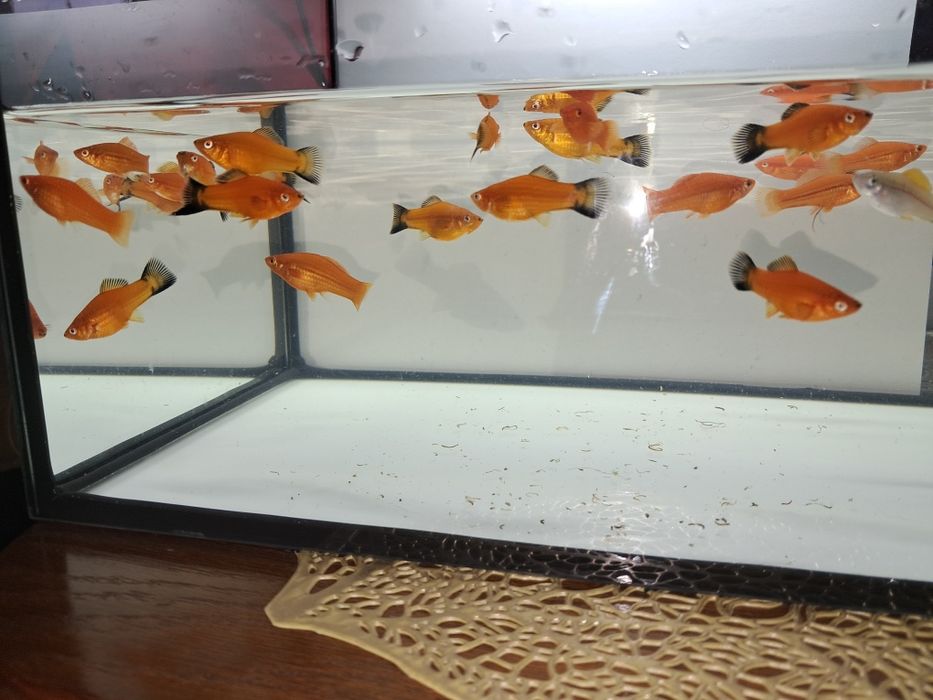 Sprzedam mieczyki czerwone i zielone hellera