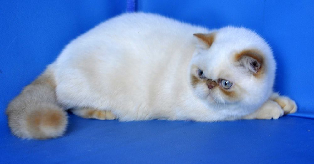 Экзотический короткошерстный мальчик не кастрирован