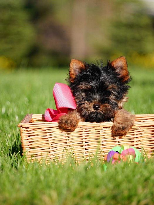 Ваш найкращий друг – цуценя йорка з серцем, повним любові