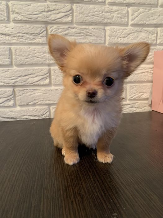 Самый красивый Чухуахуеныш