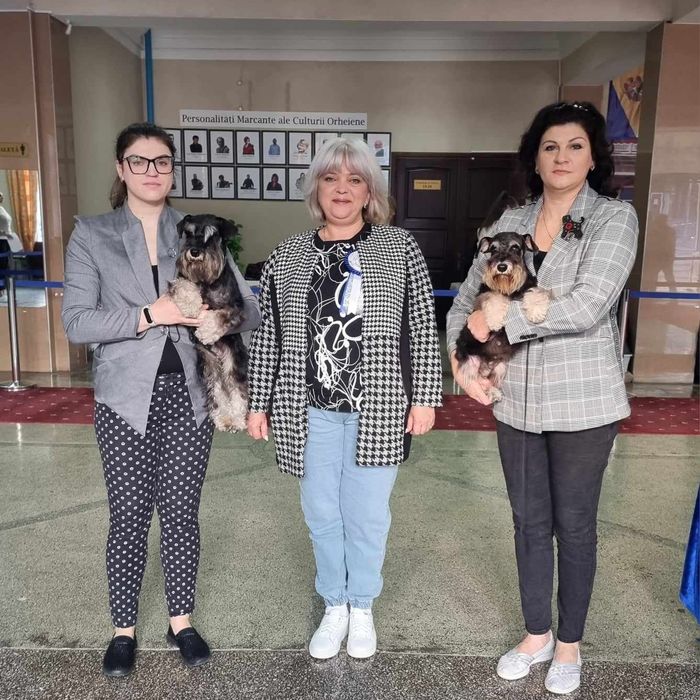 Цуценята цвергшнауцера