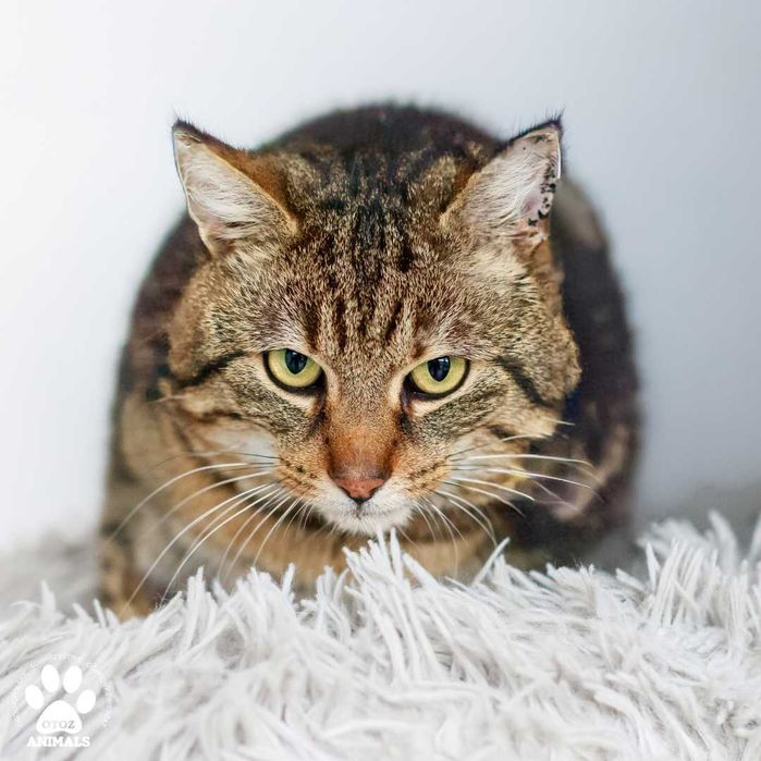 Spokojny kocurek do adopcji! Poznajcie Gumisia!
