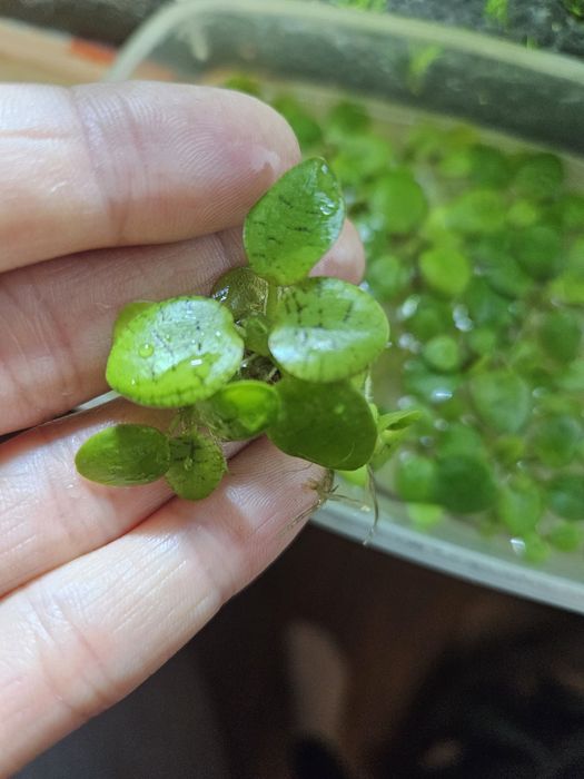 Lemnobium Laevigatum do akwarium