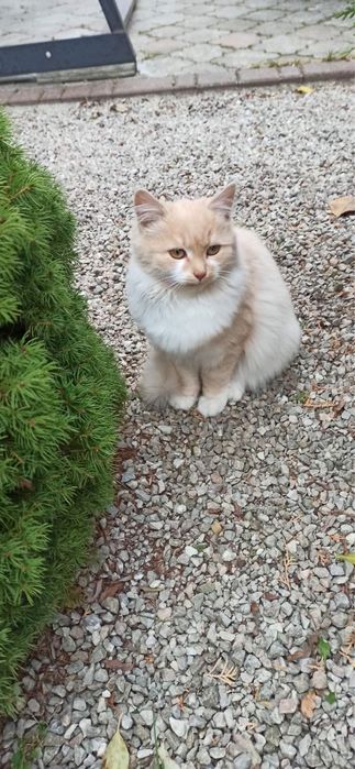 Кошенята безкоштовно