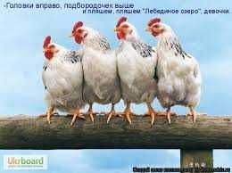 Продаж інкубаційного яйця Мастер Грей