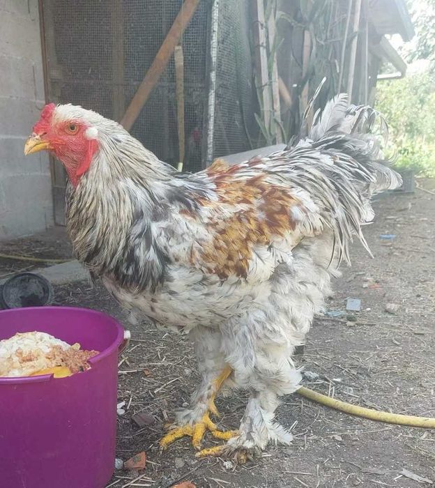 Galo brahma adulto