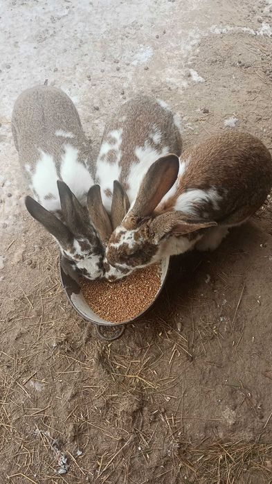 Sprzedam króle..100 zł/szt