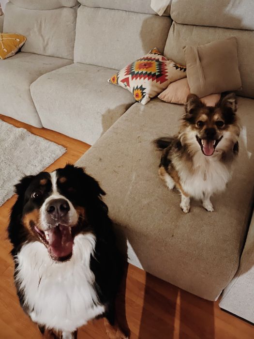 Pet Sitting • Cuidado com seu pet