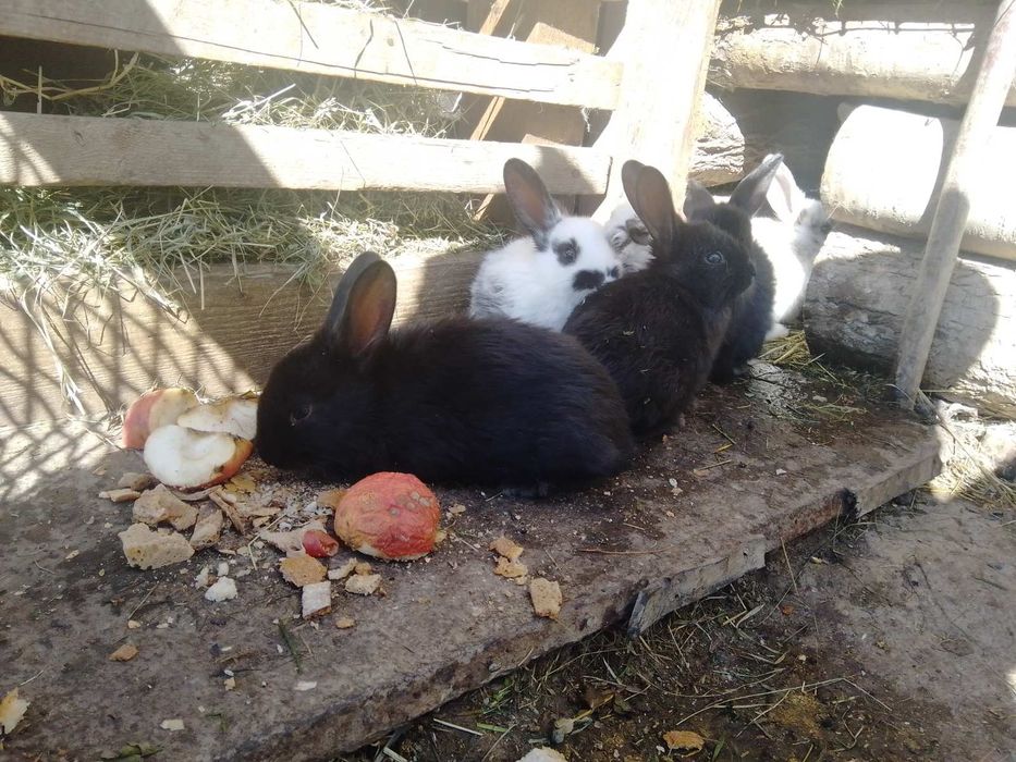 Продам молодих кроликів