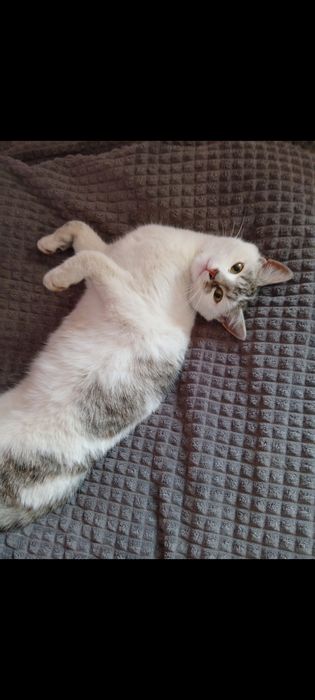 Koty za darmo do oddania