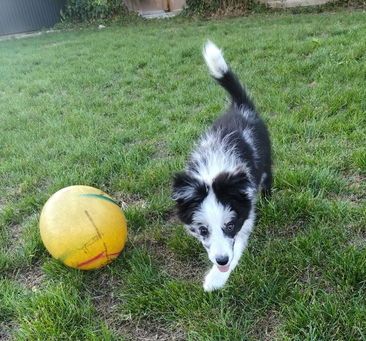 Border Collie suczka blue merle Jellybean