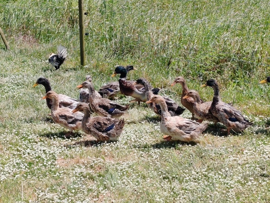 Ovos Patos juvenis jardim