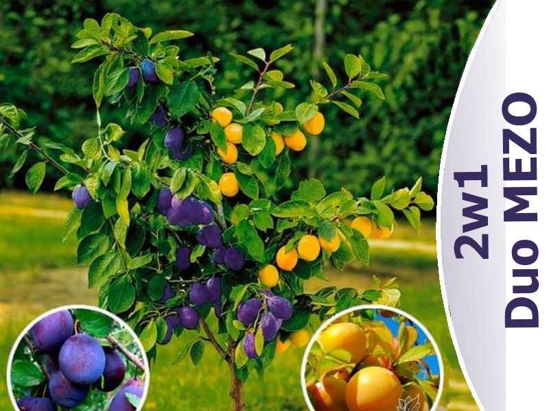 Drzewka owocowe DUO-MEZO