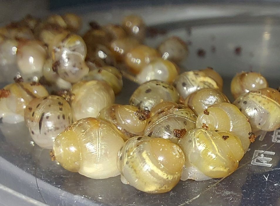 Lissachatina fulica maleństwa i podrostki