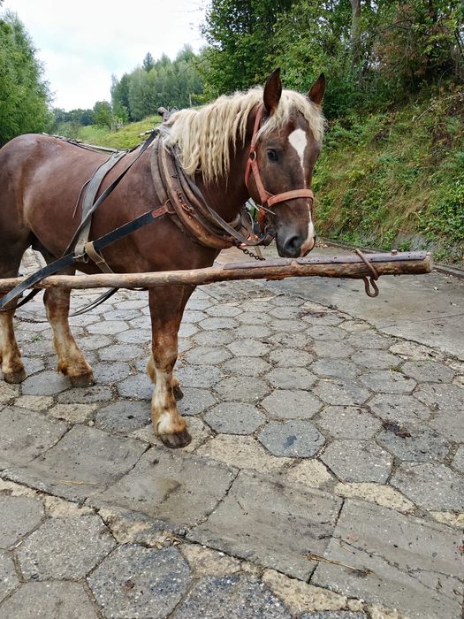 Koń wałach zimnokrwisty