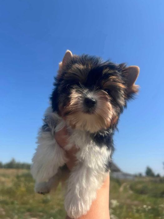 Чистокровный мини щенок Бивер-йоркширский терьер