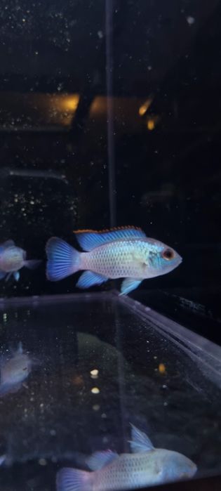 Akara electric blue