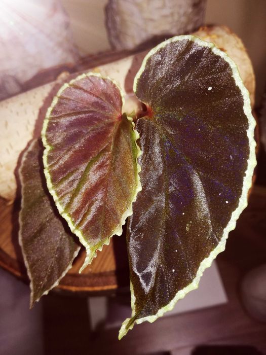Begonia Darthvaderiana RZADKOŚĆ kolekcjonerska nie variegata monstera filodendron
