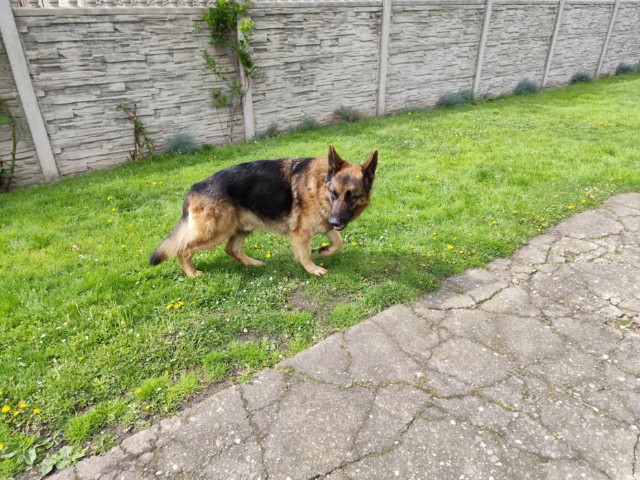 Oddam  za darmo owczarek niemiecki pitbull mix rodwailer