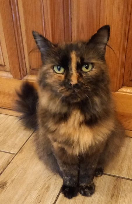 Zaginęła kotka Fox nagroda 3000 zł