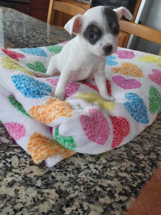 Chihuahua femea  mini