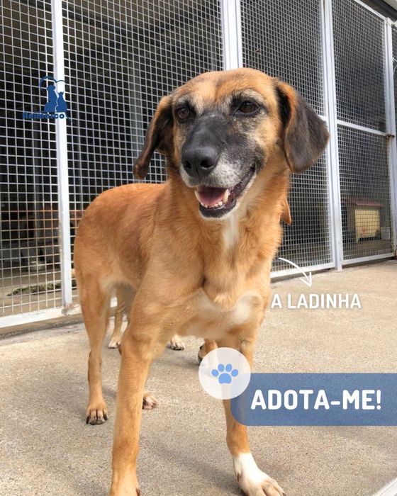Ladinha - cadela porte medio